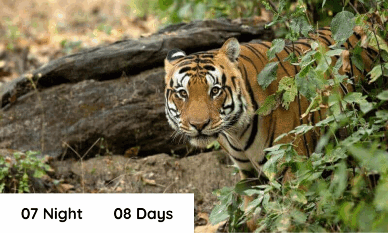 KANHA 7N