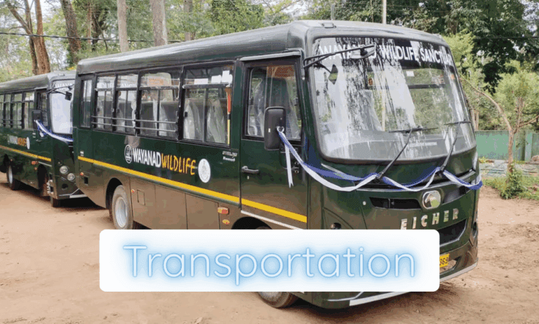 Jungle transfer