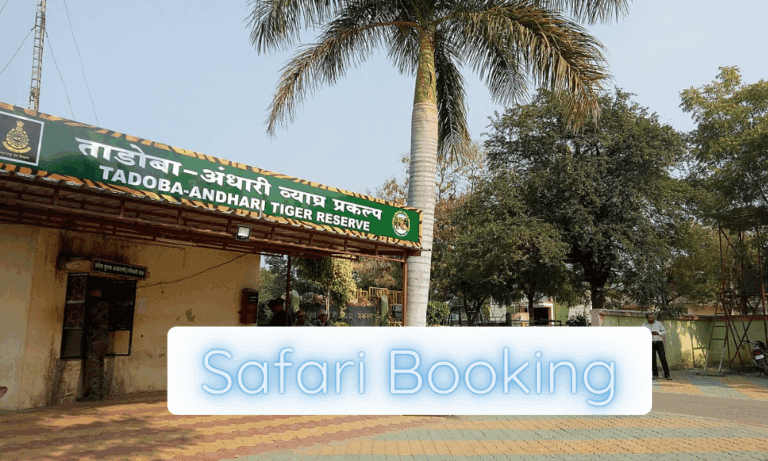 Safari booking